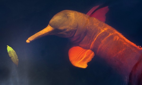 Boto - Flutuante Boto Amazônico