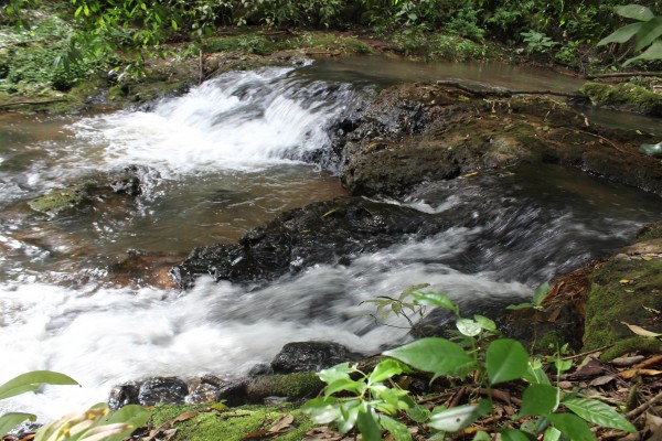 Trilha da Restauração Ecológica