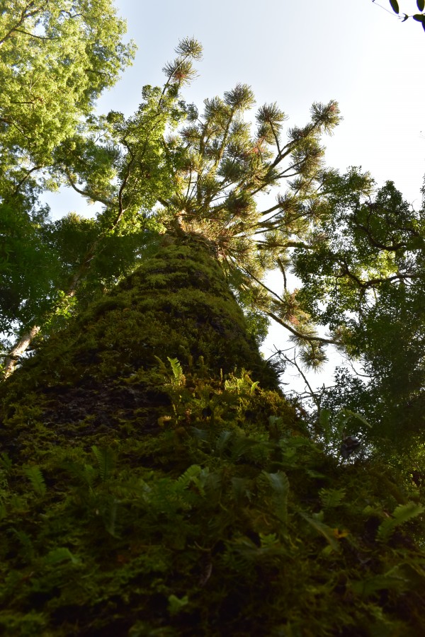 Trilha do Mirante das Araucárias - Parque Estadual das Araucárias