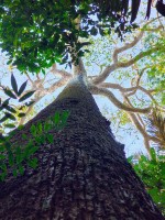 Resex Cuniã (Associação dos Moradores Extrativistas do Lago do Cuniã - ASMOCUN)