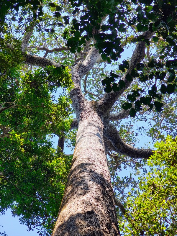 HISTÓRIA DA DONA VALDIVINA, RAIZEIRA/CHÁS