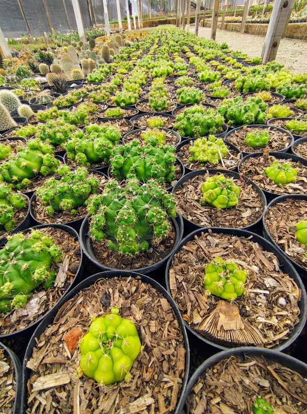 Oásis dos Cactos – Cactário Menezes